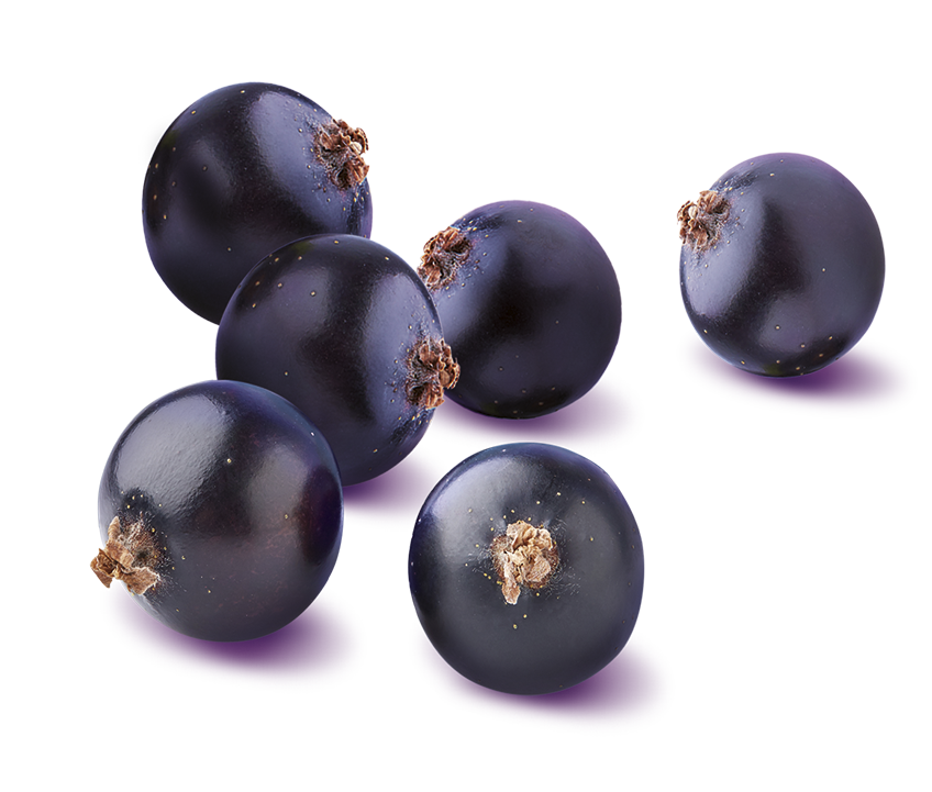 BEAR - fruit